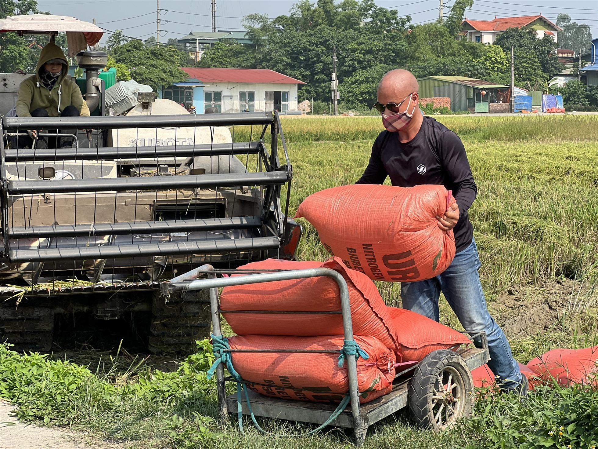 Năng suất lúa giảm do ảnh hưởng của nguồn nước ô nhiễm. Ảnh: Nguyễn Thúy