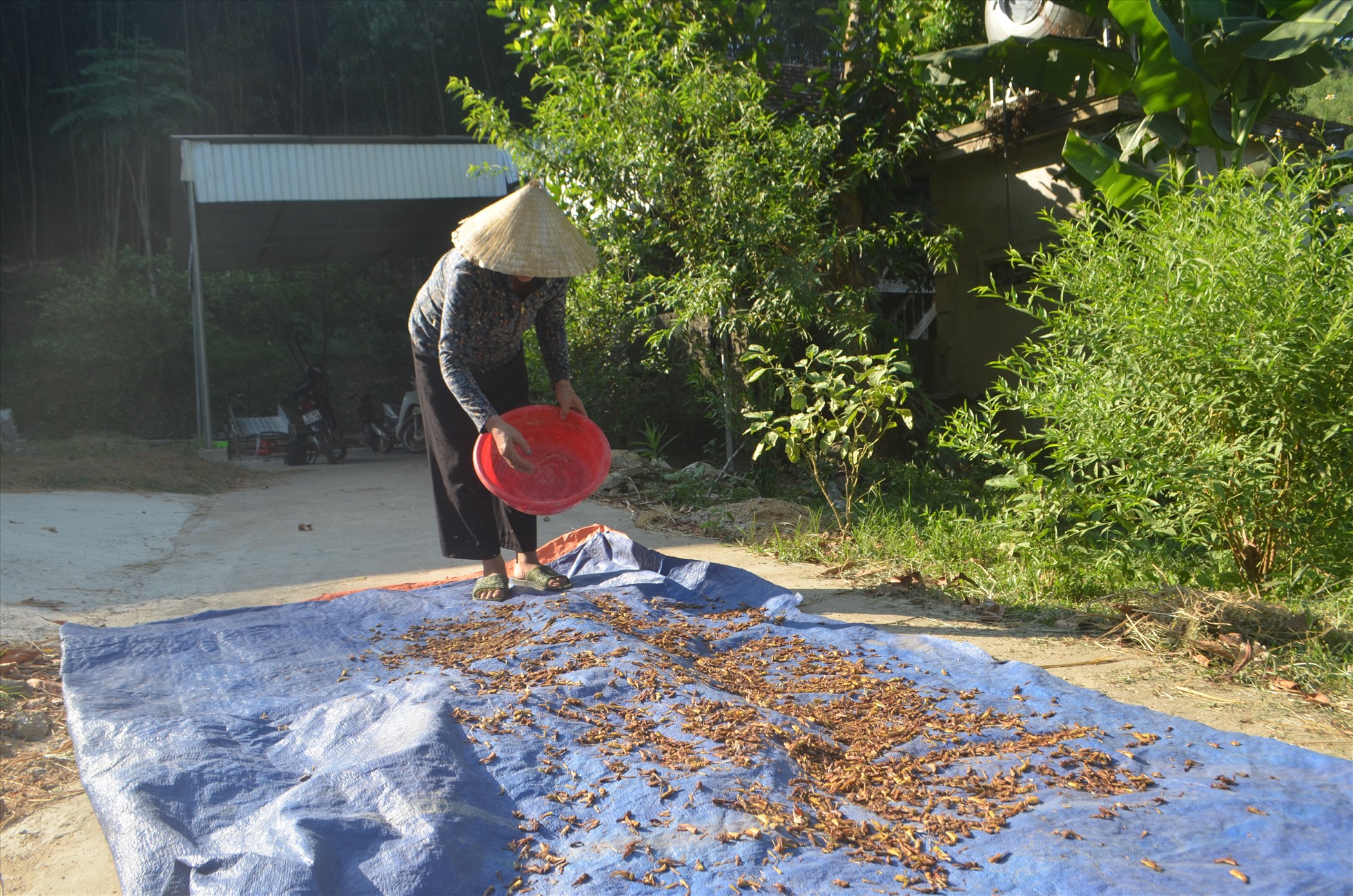 Châu chấu đem về phần dùng để bán, để ăn, để phơi khô làm thức ăn cho gà ,vịt. Ảnh: Hà Thủy