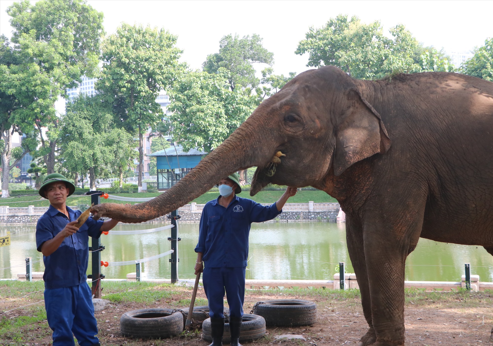 Sau khi Báo Lao Động có loạt bài phản ánh tình trạng voi ở Vườn thú Hà Nội sống trong cảnh xiềng xích, sau đó, phía vườn thú Hà Nội đã khắc phục hạn chế cơ sở vật chất và tiến hành “trả tự do” bằng cách tháo xích chân cho 2 cá thể voi trên.