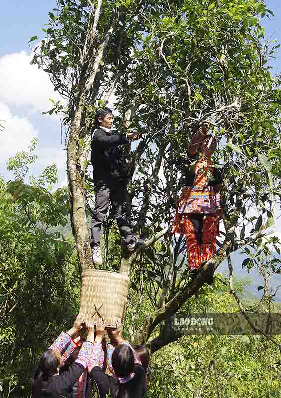 Mỗi ngày, trung bình một người chỉ hái được khoảng 4kg búp chè tươi, vì thế những búp chè Shan tuyết cổ thụ ở Mồ Sì San càng trở nên quý giá.