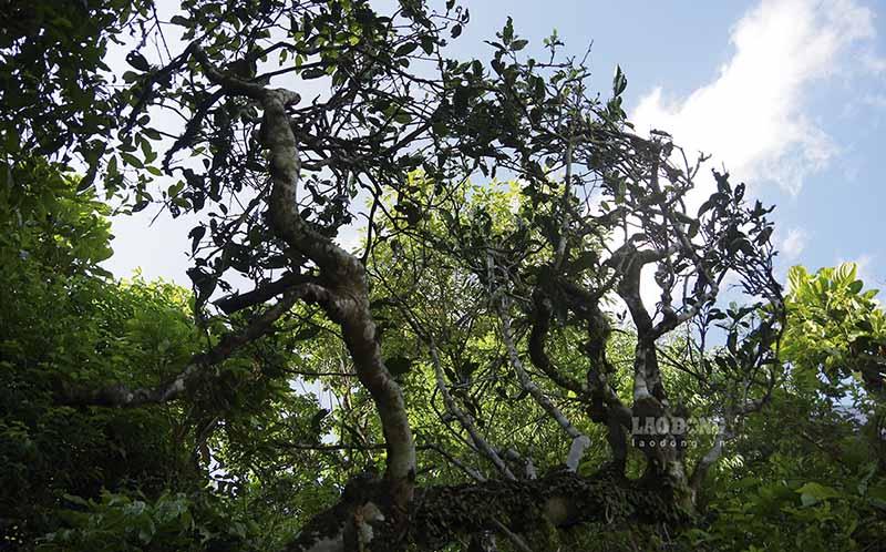 Những cành cây chè cũng được phủ một lớp rêu phong sau hằng chục năm dầm mình trong sương gió ở độ cao trên 2.000m.