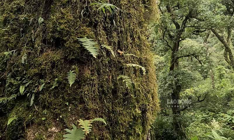 Xã Mồ Sì San thuộc huyện Phong Thổ, tỉnh Lai Châu có độ cao trung bình trên 2.000m so với mực nước biển. Nơi đâu có những cây chè cổ thụ hàng trăm năm tuổi đang được bảo tồn và phát huy giá trị.