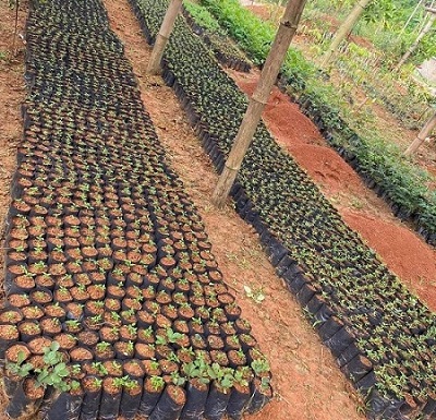 HTX dịch vụ nông nghiệp Toàn Phát cung ứng giống cây ăn quả cho nhân dân trên địa bàn huyện. Ảnh Hà Hoàng.