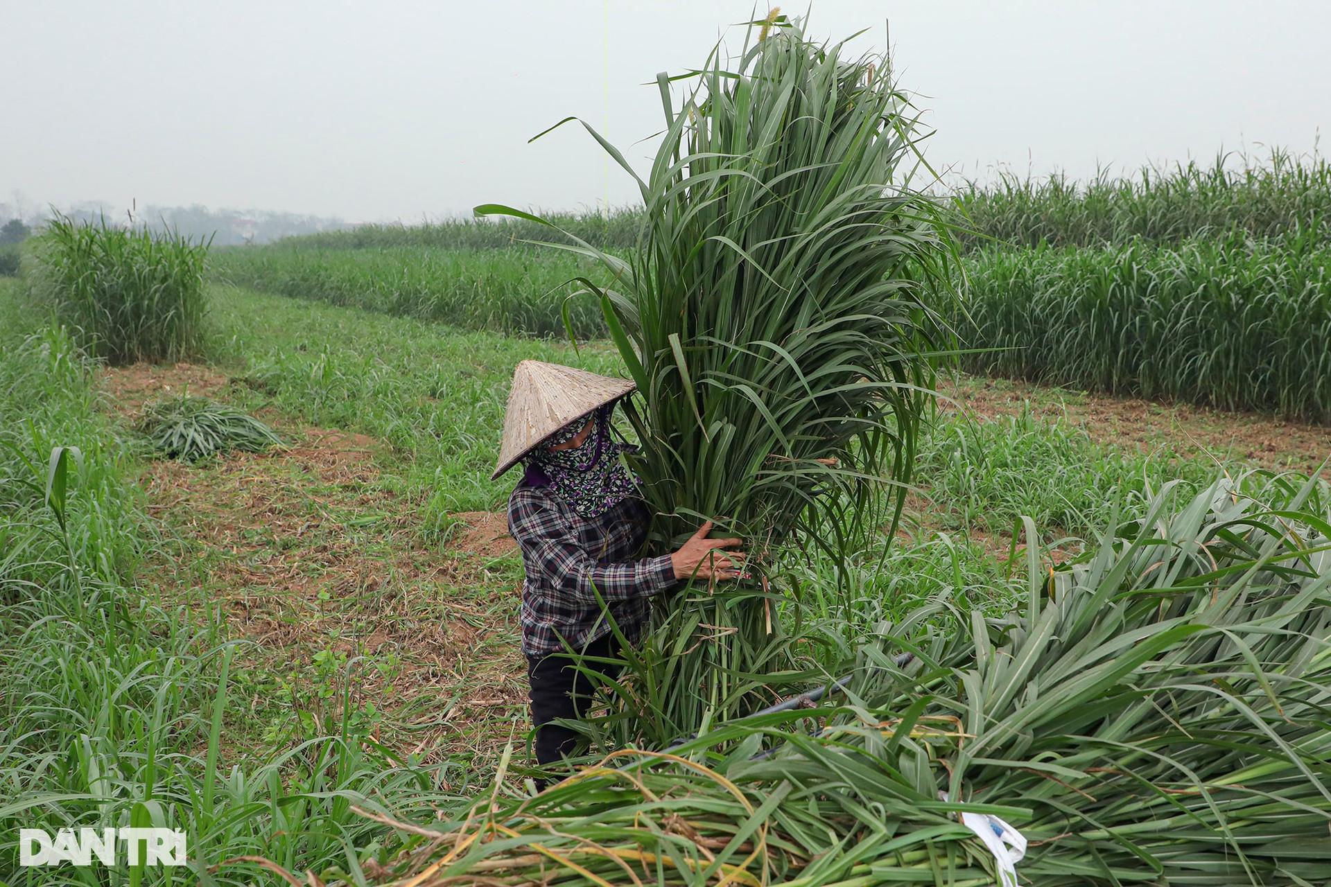 Sống chậm ở Minh Châu - xã đảo duy nhất của Hà Nội - 5