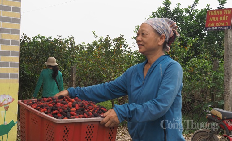 Dâu tằm được mùa, nông dân Hà Nội phấn khởi