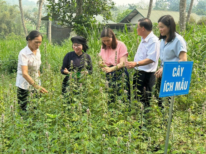 Thảo dược quý được lương y Thái tìm về trồng trong vườn nhà