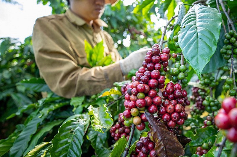 Xuất khẩu cà phê Robusta tăng thêm 200 USD/tấn, tiến sát mốc 5.000 USD