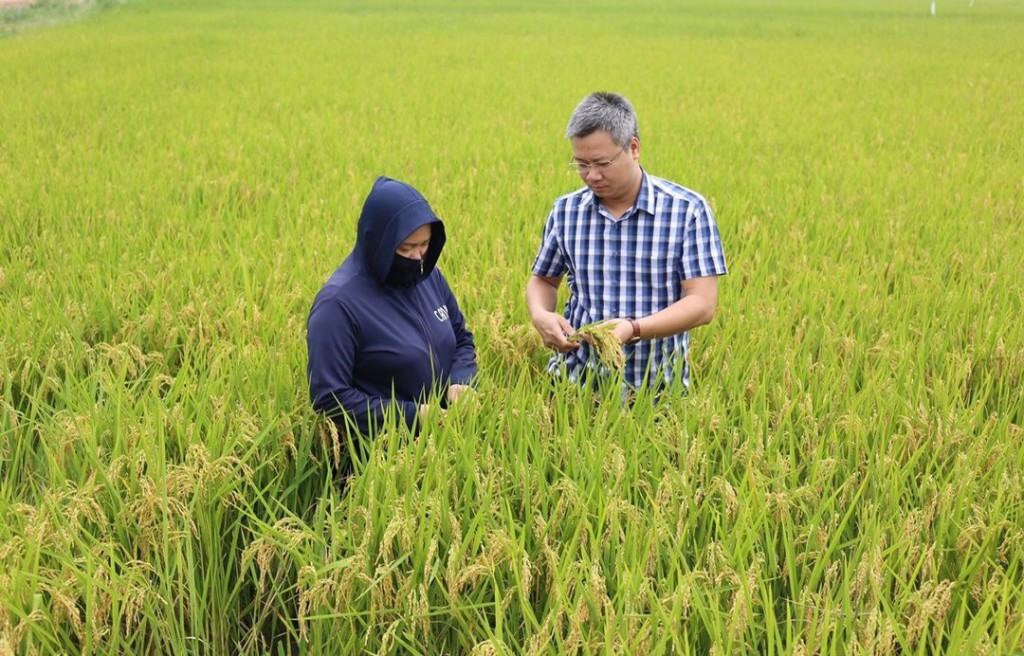 Hà Nội: Nâng cao chất lượng các vùng trồng lúa theo tiêu chuẩn VietGAP