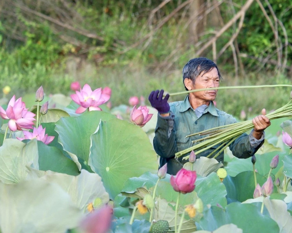 cây sen không chỉ mang lại hiệu quả kinh tế, mà còn gắn liền với đời sống và nét đẹp văn hóa của vùng đất, con người xứ Huế (Ảnh PV)