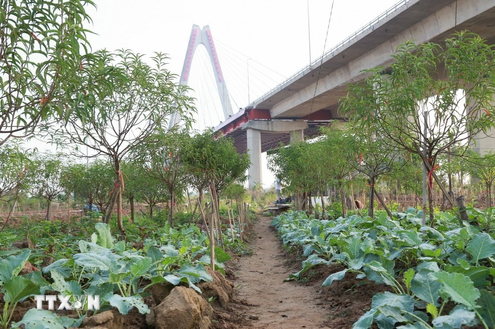 Trong khi chờ đợi những gốc đào hồi phục, người dân đã trồng xen canh các loại rau ngắn ngày kiếm thêm thu nhập. (Ảnh: Quỳnh Anh/TTXVN phát) ttxvn hoi_sinh_vuon_dao_nhat_tan10_resize.jpg