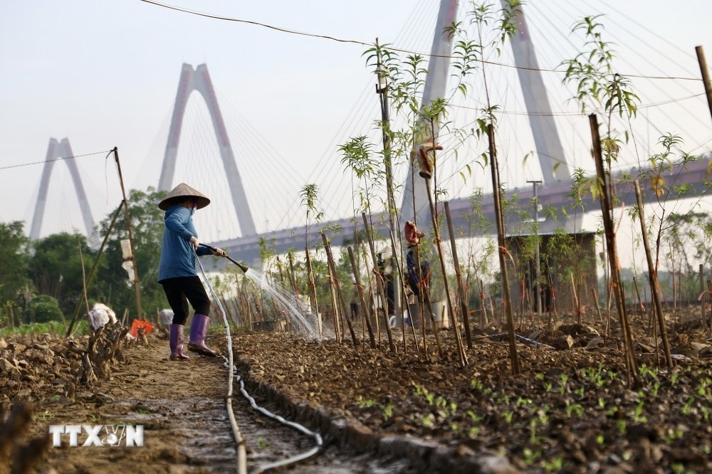 Người dân Phú Thượng hy vọng vườn đào kịp cho hoa vào Tết. (Ảnh: Hà Anh/TTXVN phát) ttxvn hoi_sinh_vuon_dao_nhat_tan9_resize.jpg