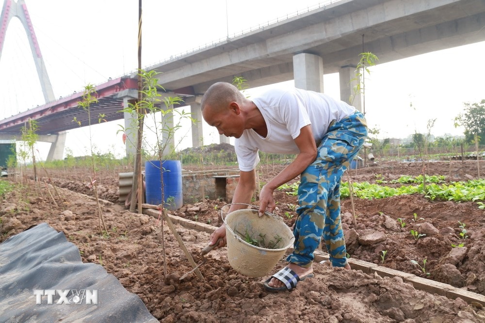 Chăm chút từng gốc đào. (Ảnh: Quỳnh Anh/TTXVN phát) ttxvn hoi_sinh_vuon_dao_nhat_tan5_resize.jpg