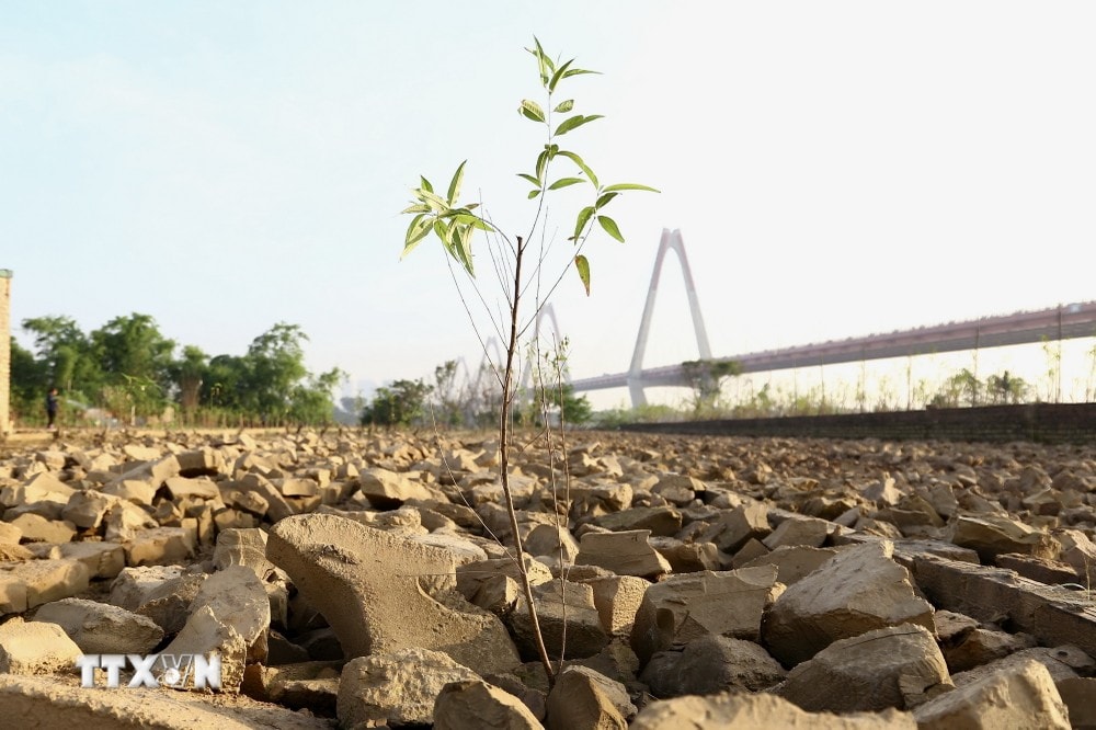 Những cây đào mới được trồng đã bắt đầu vươn lên mạnh mẽ, xanh tươi đầy sức sống. (Ảnh: Hà Anh/TTXVN phát) ttxvn hoi_sinh_vuon_dao_nhat_tan4_resize.jpg