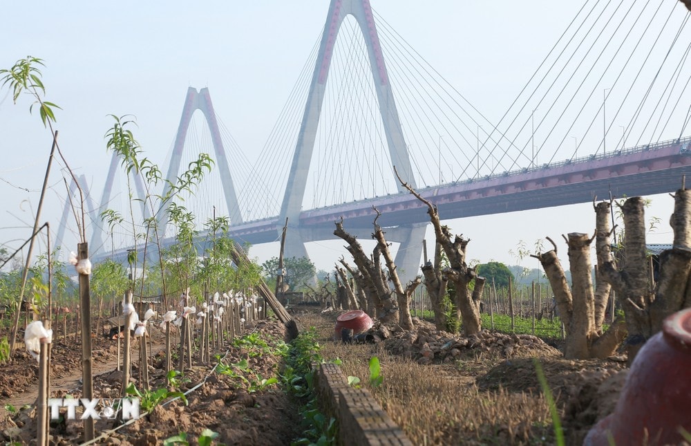 Những cây đào mới được trồng đã bắt đầu vươn lên mạnh mẽ, xanh tươi đầy sức sống. (Ảnh: Quỳnh Anh/TTXVN phát) ttxvn hoi_sinh_vuon_dao_nhat_tan6.jpg