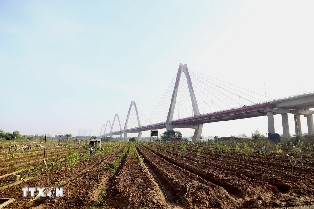 Vườn đào tiêu điều sau trận bão lũ hơn một tháng trước nay đã dần xanh tươi trở lại, đánh dấu sự hồi sinh sau thiên tai. (Ảnh: Hà Anh/TTXVN phát) ttxvn hoi_sinh_vuon_dao_nhat_tan7_resize.jpg