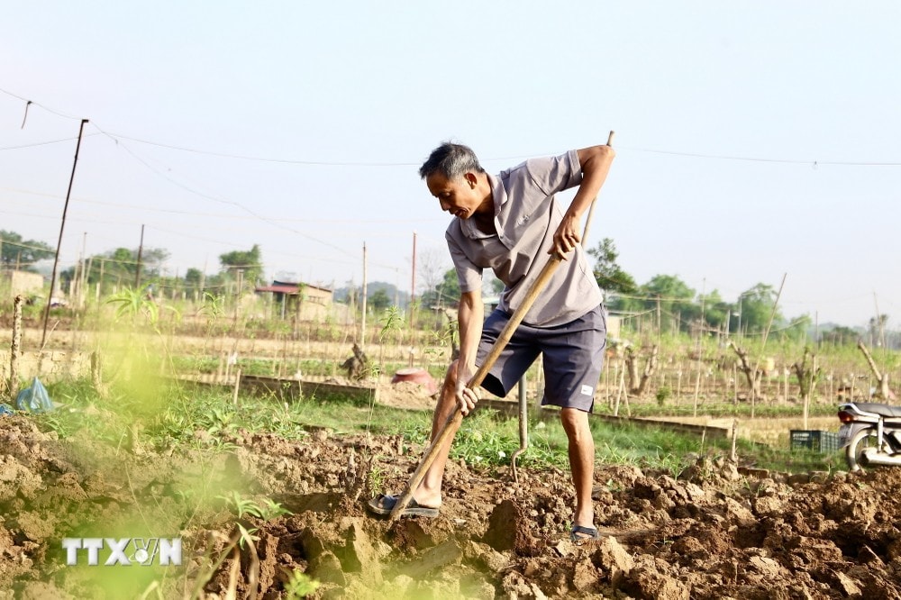 (Ảnh: Quỳnh Anh/TTXVN phát) ttxvn hoi_sinh_vuon_dao_nhat_tan3_resize.jpg