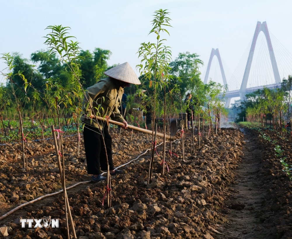 Xới luống, cải tạo đất (Ảnh: Quỳnh Anh/TTXVN phát) ttxvn hoi_sinh_vuon_dao_nhat_tan2_resize.jpg