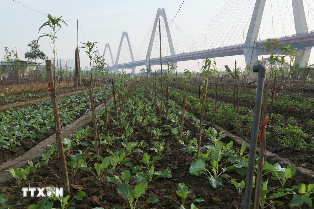 Người dân tranh thủ trồng thêm các loại rau ngắn ngày dưới chân gốc đào. (Ảnh: Quỳnh Anh/TTXVN phát) ttxvn hoi_sinh_vuon_dao_nhat_tan8_resize.jpg