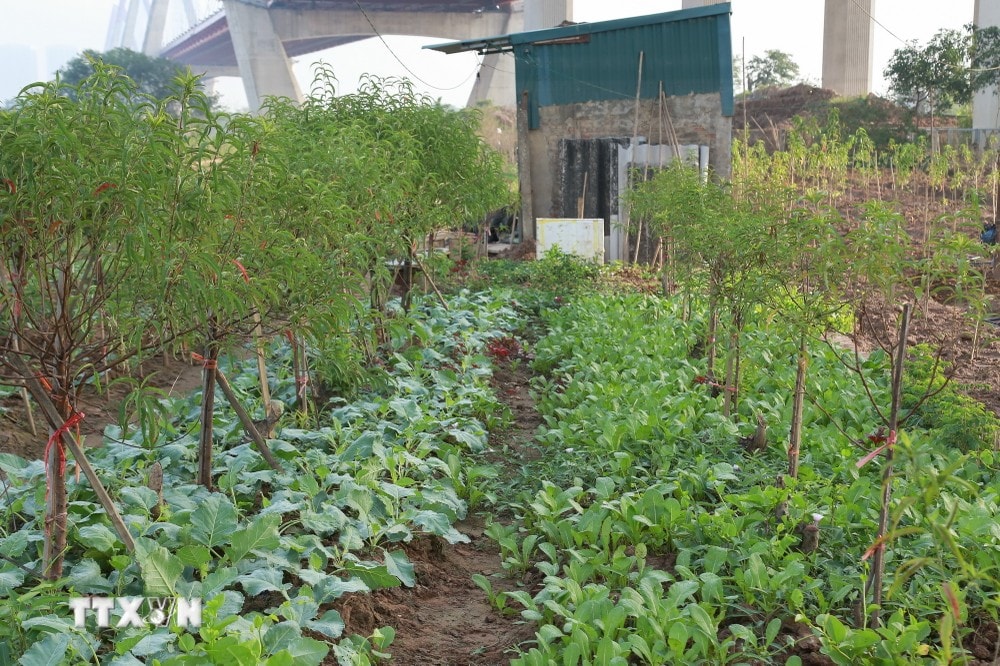 Vườn đào tiêu điều sau trận bão lũ hơn một tháng trước nay đã dần xanh tươi trở lại, đánh dấu sự hồi sinh sau thiên tai. (Ảnh: Quỳnh Anh/TTXVN phát) ttxvn hoi_sinh_vuon_dao_nhat_tan11_resize.jpg