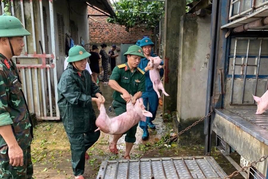 Ban Chỉ huy quân sự huyện Đan Phượng giúp dân di chuyển vật nuôi ra nơi an toàn. Ảnh: Nguyên Hoa