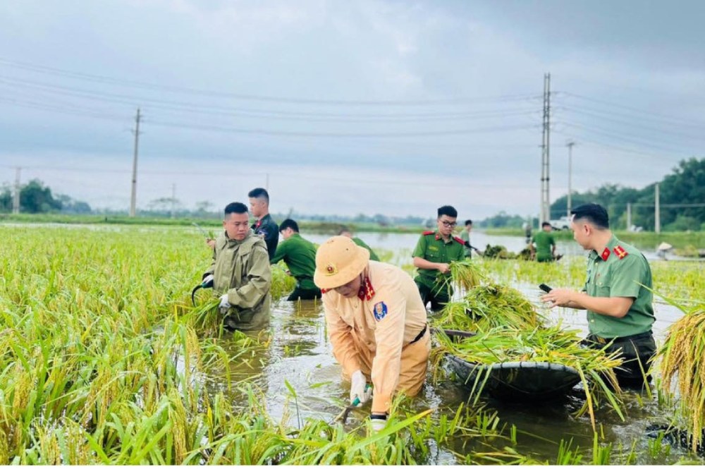 Công an huyện Ba Vì, Hà Nội xuống đồng gặt lúa sớm, giúp dân phòng chống ngập lụt. Ảnh: Chu Dũng