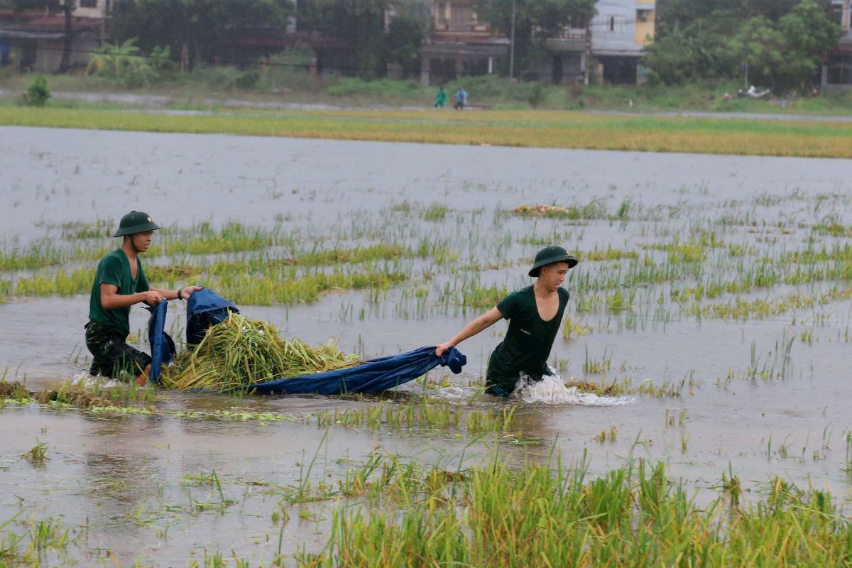 Các chiến sĩ Trường Quân sự Bộ Tư lệnh Thủ đô Hà Nội dầm mình trong mưa bão để gặt lúa giúp dân. Ảnh: Hiền Phương