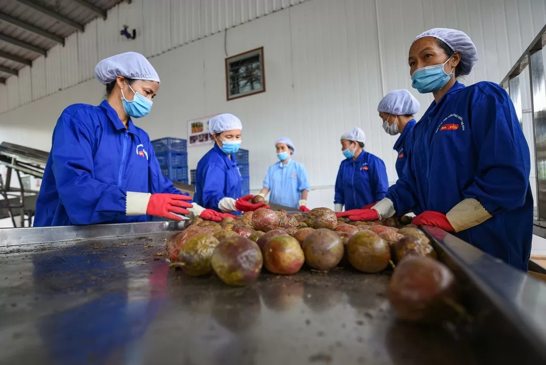 Sơn La nâng cao hiệu quả chế biến nông sản Sơn La nâng cao hiệu quả chế biến nông sản