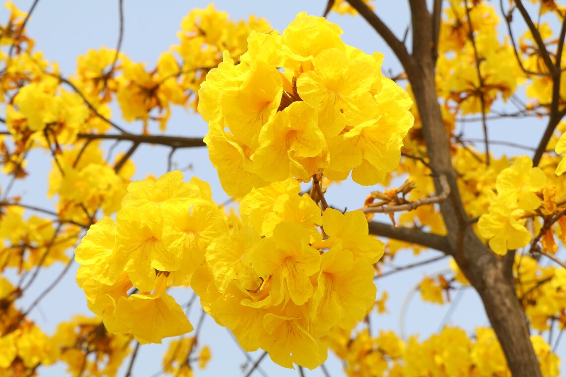 Bông hoa phong linh với màu vàng rất nổi bật. Ảnh: Tô Công.