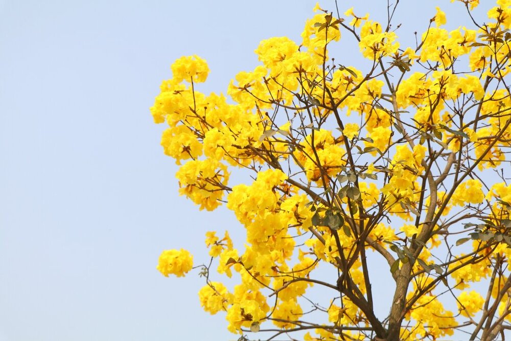 Các cây phong linh hoa nhiều hơn lá. Ảnh: Tô Công.