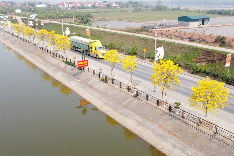 Hoa tường vi nở rộ bên hồ Thiên hương và Quốc lộ 32. Ảnh: Tô Công.