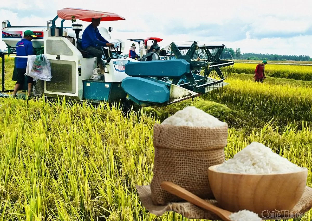 Giá lúa gạo hôm nay ngày 28/3: Lúa tươi tiếp đà tăng