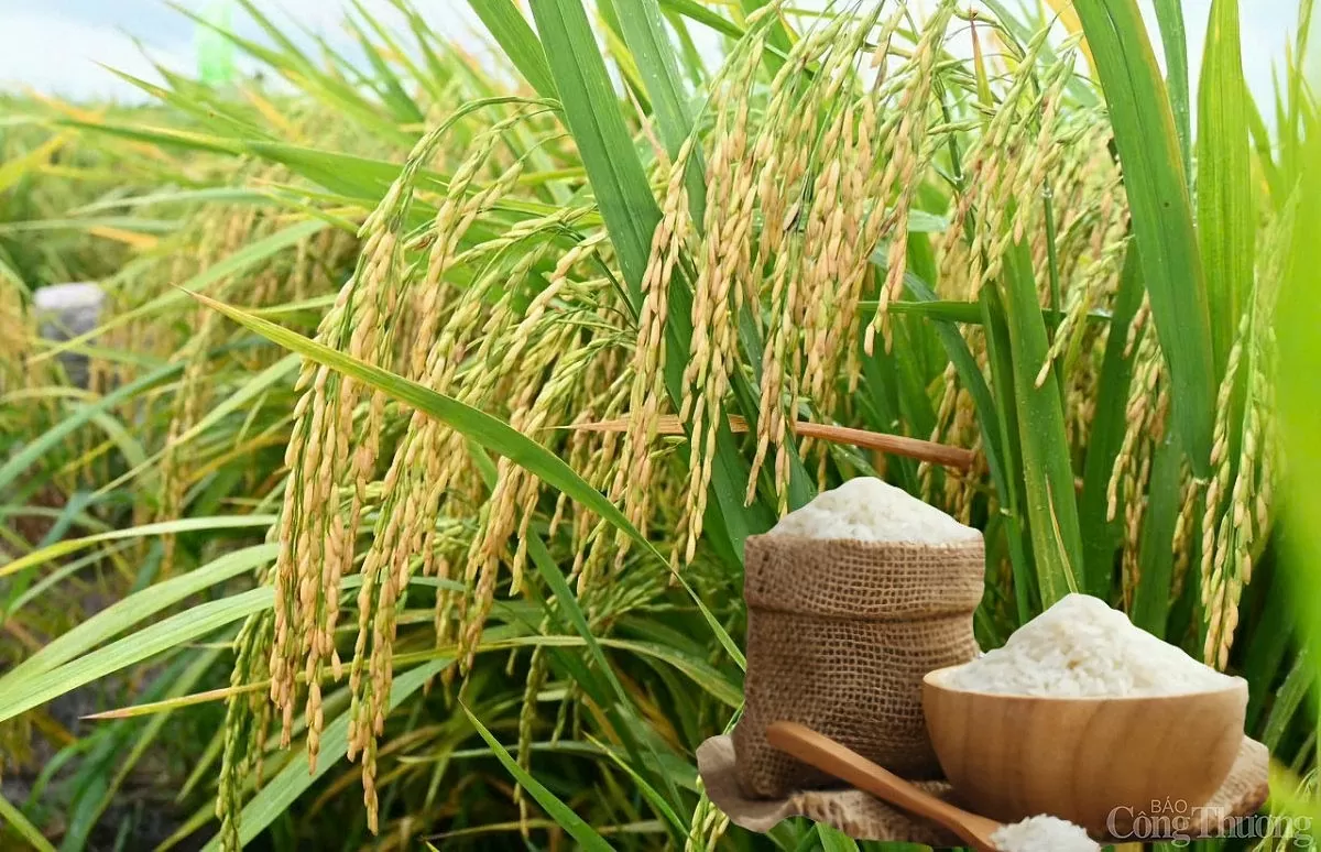 Giá lúa gạo hôm nay ngày 14/4: Lúa tươi giảm
