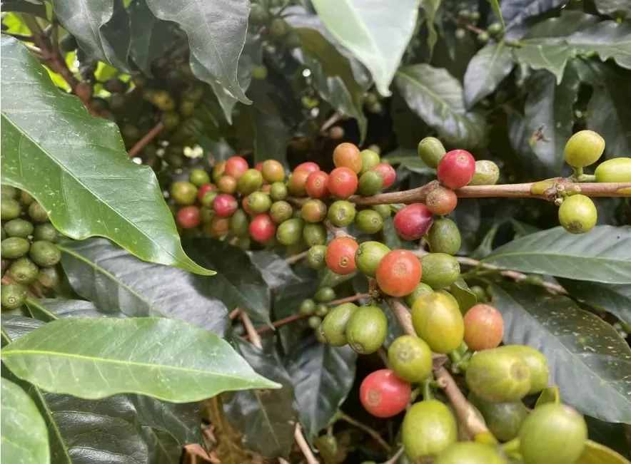 Giá cà phê Arabica hồi phục mạnh vào phiên cuối tuần