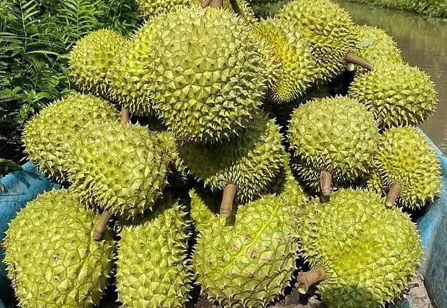 Sầu riêng kéo tụt kim ngạch xuất khẩu rau quả quý I/2025