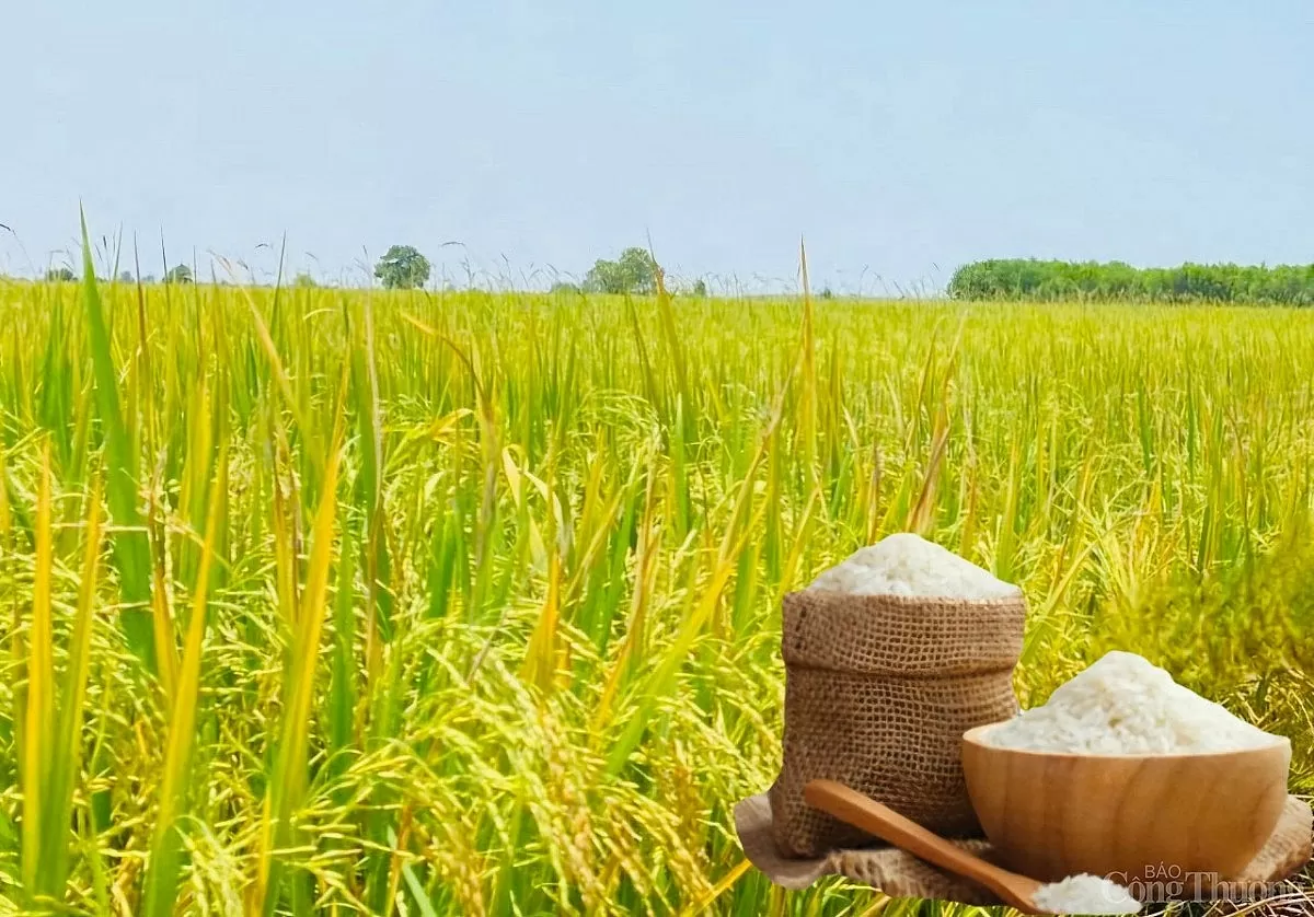 Giá lúa gạo hôm nay ngày 12/5: Gạo tiếp đà tăng