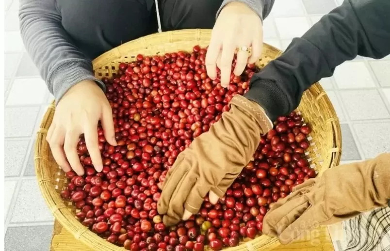 Giá cà phê Arabica tăng mạnh 2,48%, lên 8.260 USD/tấn