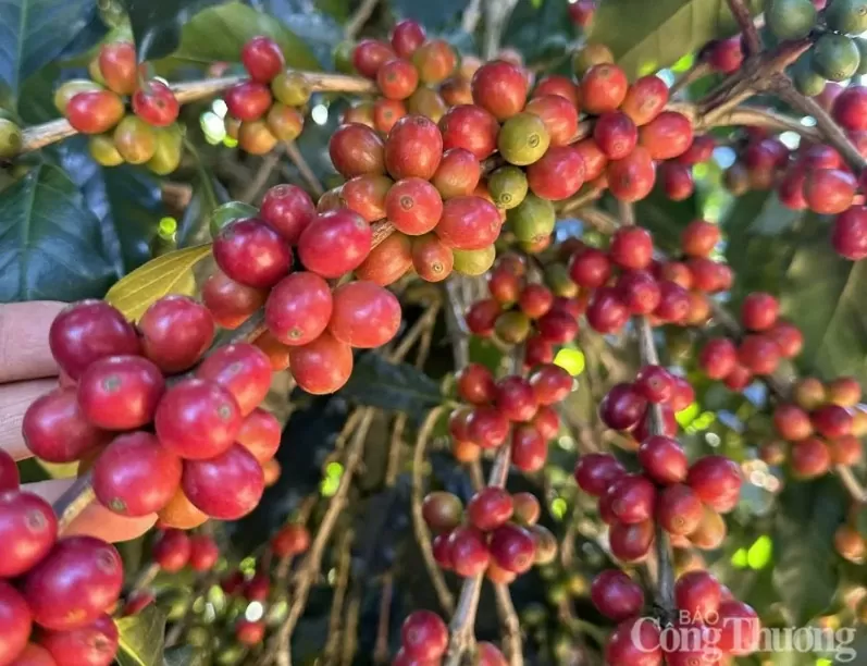 Giá cà phê lao dốc, Robusta chạm mức thấp nhất hơn 6 tháng qua