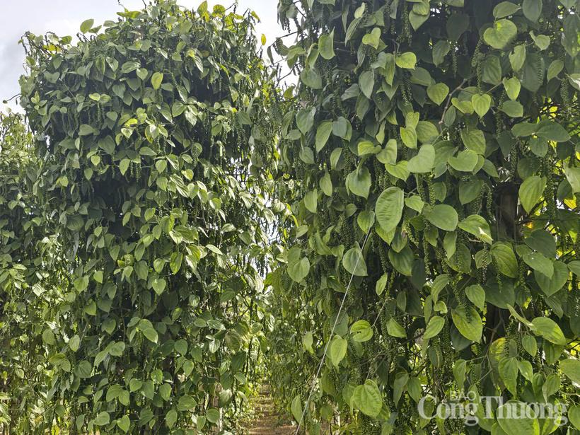 Những vườn tiêu xanh tốt được trồng ở Đắk Nông