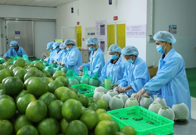 Những lợi ích do Hiệp định EVFTA mang lại đặc biệt có ý nghĩa khi EU liên tục là một trong 4 thị trường xuất khẩu nông, lâm, thủy sản lớn nhất của Việt Nam