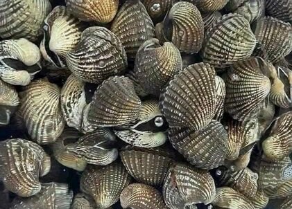 Cách ăn sò huyết tốt cho thận và đào thải độc tố