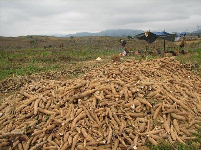 Tuy có lợi thế về vùng trồng sắn nhưng Việt Nam lại gặp khó trong việc duy trì sản lượng, chất lượng và giá. Ảnh minh họa