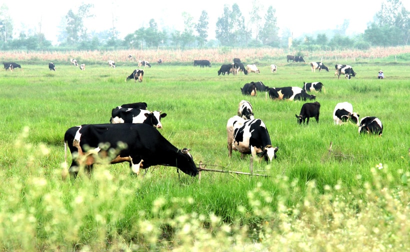 bo-sua.jpg