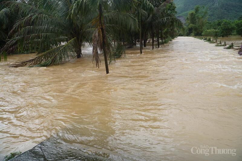 Nước dâng gần ngập đến ngọn vườn dừa nước.