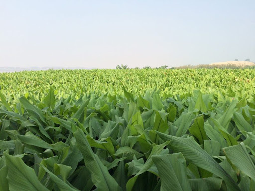 Cây nghệ nay đã trở thành biểu tượng của quá trình tái cơ cấu kinh tế nông thôn vùng cao. Ảnh minh hoạ