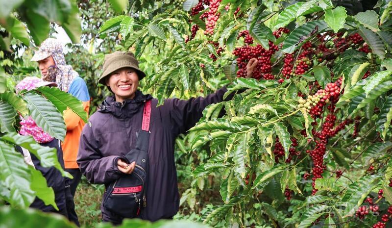 Người dân Gia Lai phấn khởi vào vụ thu hoạch cà phê. Ảnh: Hiền Mai