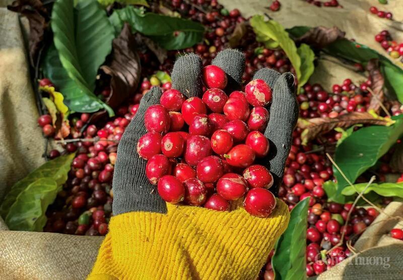 Tháng 11, cà phê chín đỏ khắp các vùng cà phê phía Tây tỉnh Gia Lai. Ảnh: Hiền Mai