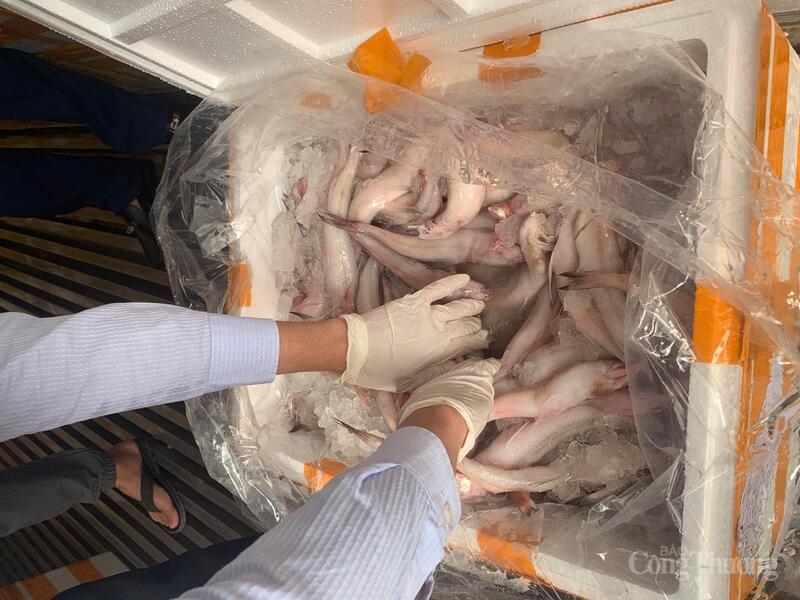 Số cá khoai sử dụng chất cấm để bảo quản bị lực lượng chức năng phát hiện, thu giữ