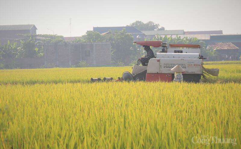 Bước sang năm 2026, các tổ chức quốc tế nhận định thị trường gạo toàn cầu tiếp tục đối mặt nhiều thách thức. Ảnh minh họa