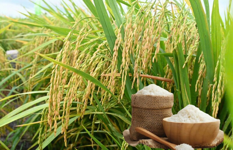 Giá lúa gạo hôm nay ngày 23/1: Gạo thơm dẻo neo cao, lúa chững giá. Ảnh: Thanh Minh.