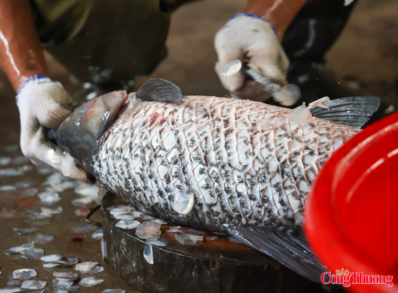 Cá được đánh vẩy và làm sạch cẩn thận.